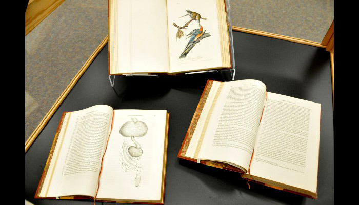 Aububon's Birds of America Aububon's Birds of America