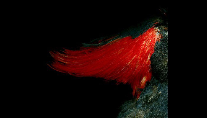 Imperial Woodpecker crest css slider
