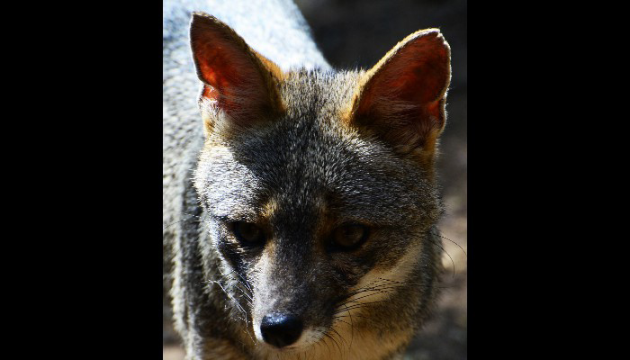 Northern Peru: Sechuran fox
