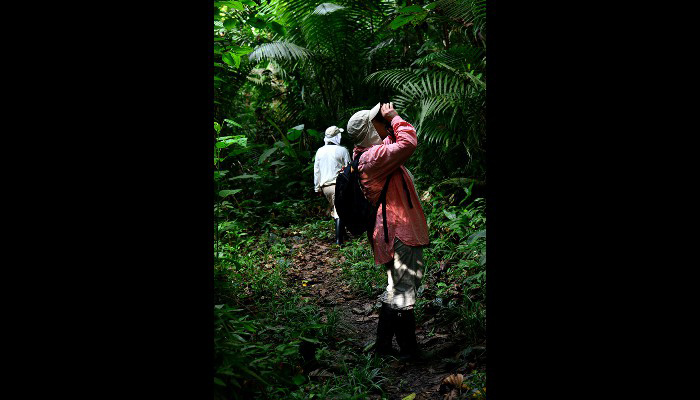 Peruvian Amazon: in the bush
