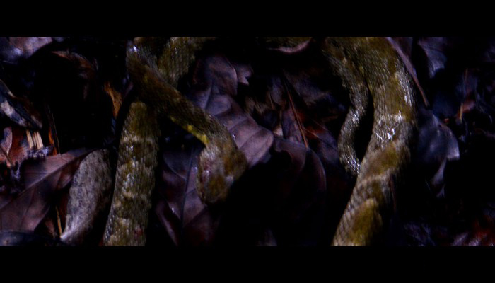Peruvian Amazon: Fer de lance encounter