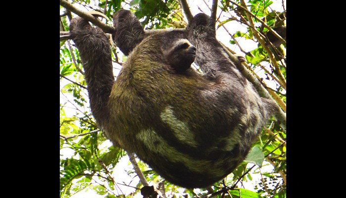 Peruvian Amazon: 3 toed sloth